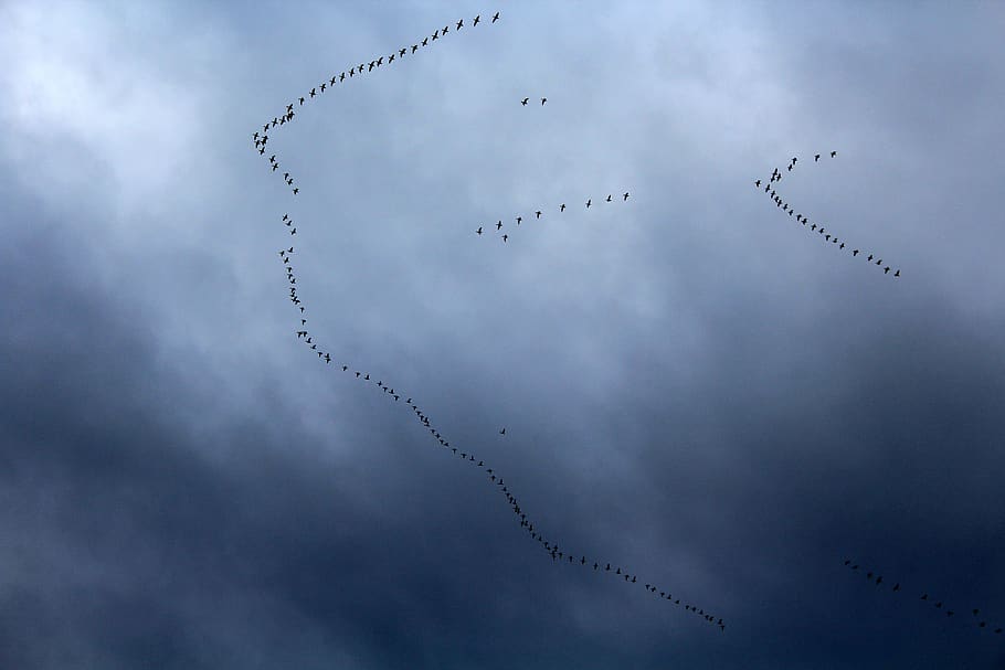 aves clave, aves migratorias, migración, vuelo, cielo, naturaleza, la altura de la, nube - cielo, volando, vista de ángulo bajo