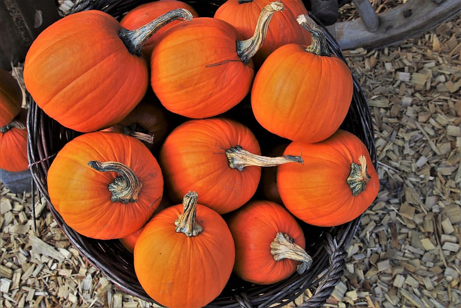 abóboras, laranja, dia das bruxas, comida, coleções, temporada, outono, outubro, natural, fresco