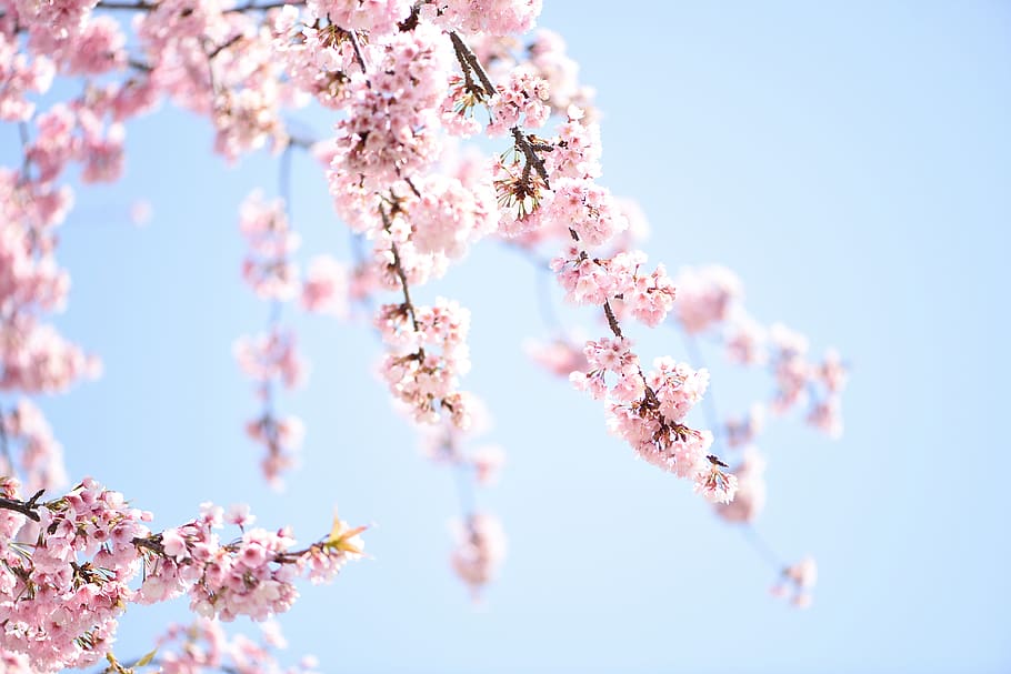 Sakura, cielo, primavera, naturaleza, rosa, flor, floreciente, Japón, brillante, planta floreciente