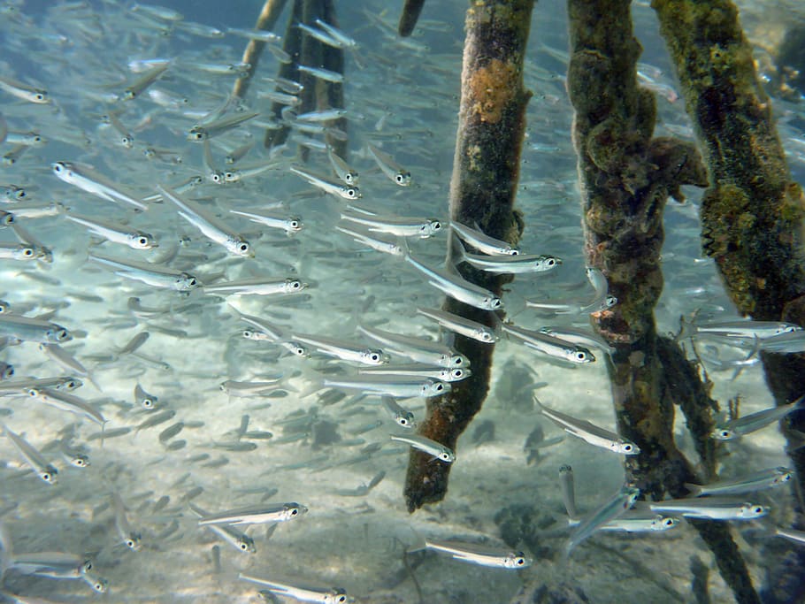 fish, fish swarm, kindergarten, underwater, animals, swarm, meeresbewohner, mangroves, root, cul de sac