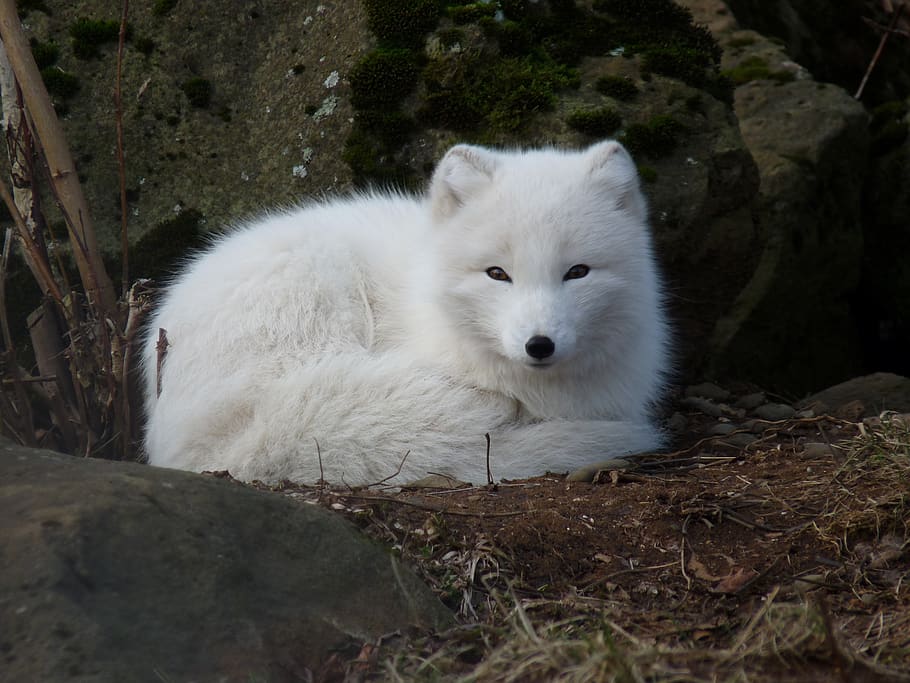 raposa do ártico, branco, pele, animal, animais selvagens, selvagem, mamífero, espécies, ambiente, ao ar livre