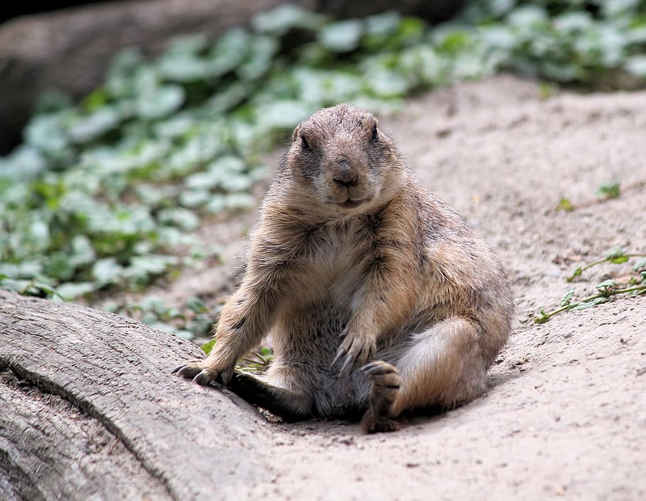 prairie dogs, prériový, rodent, cub, sitting, ridiculous, mammal, animal, animal wildlife, animals in the wild