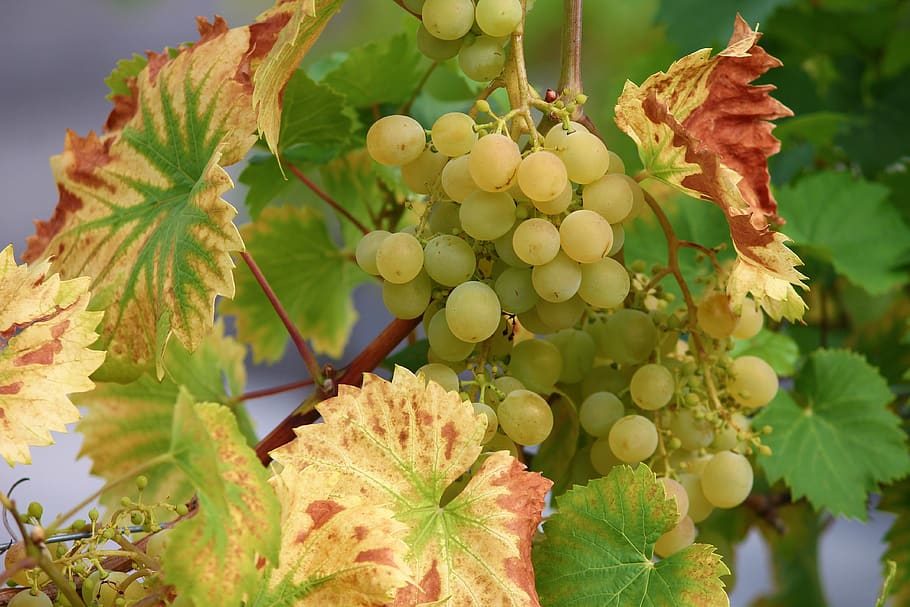 grape, vine, wine, winegrowing, green grapes, green, fruit, grapevine, fruits, leaves