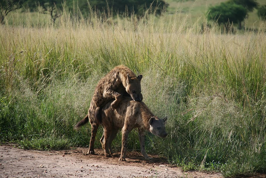 hyena, africa, pairing, safari, predator, nature, carnivores, reproduction, animal, mammal