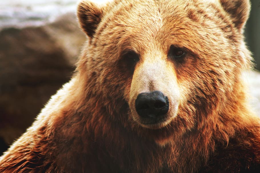 beruang coklat, binatang, beruang, binatang buas, coklat, liar, satu hewan, hewan, tema hewan, mamalia