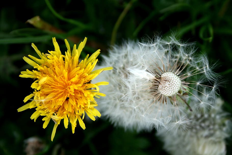 dandelion, buttercup, spring, nature, plant, transformation, process, spread, seeds, flower