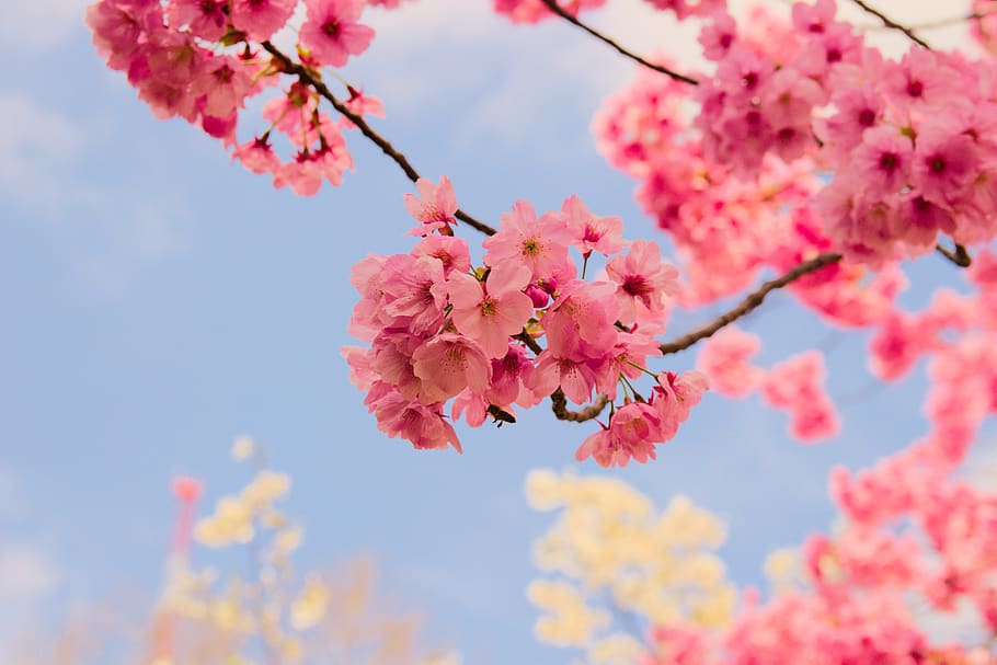 филиал, цветок, природа, Флора, время года, вишня, Сакура, цветущая вишня, Японские вишневые деревья, Цветущее дерево