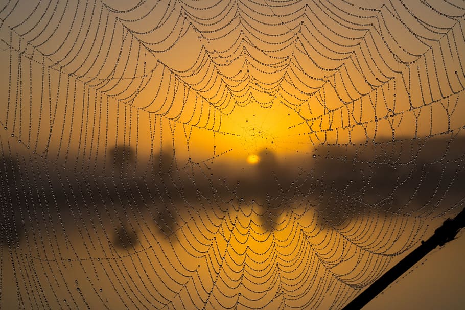 jaring laba-laba, matahari terbit, pagi, makro, jaringan, tetes, simetri, tetesan, embun, tetesan hujan
