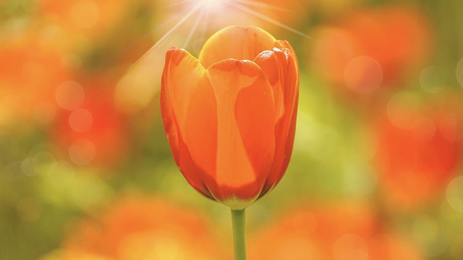 tulips, flowers, spring, spring flowers, tulip field, red, yellow, color, easter, easter greetings