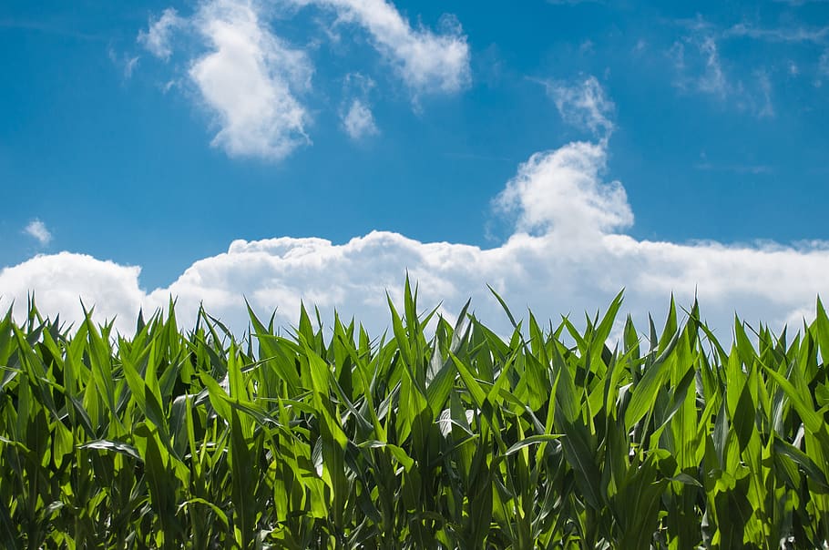 corn field, blue sky, countryside, summer, rural, farm, nature, landscape, grow, farmland