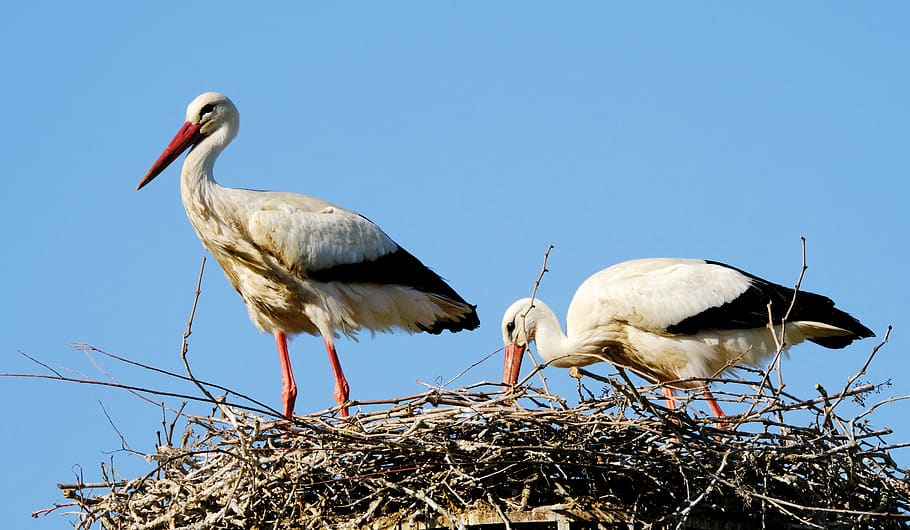 birds, storks, nest, couple, pair, nature, set, bird, animal themes, group of animals