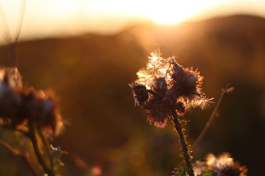 sun, sunset, flower, nature, norway, bodø, plant, flowering plant, close-up, beauty in nature
