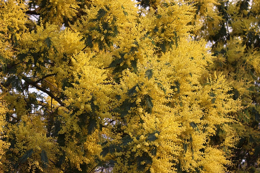 mimosa, flowers, flower, nature, plant, natural, calm, yellow, spring, winter