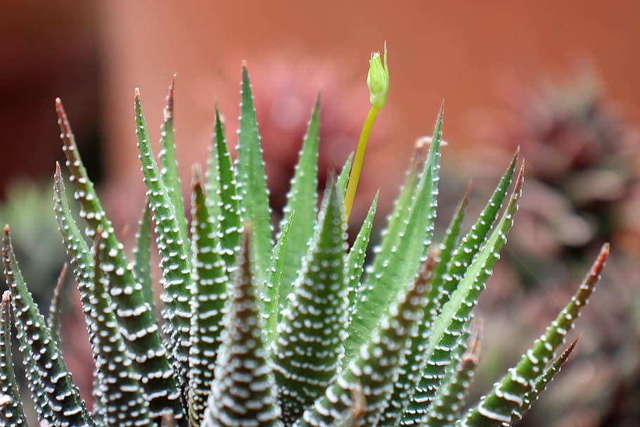 closeup, succulent, plant haworthia attenuata, zebra plant, apicra attenuata, aloe clariperla, family, non-cactus plants, live, desert
