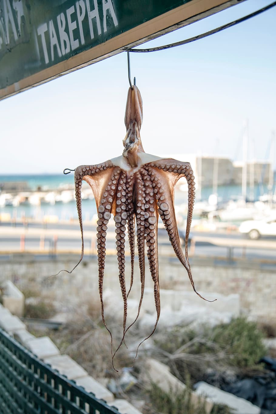 octopus, outdoor, seafood, squid, animal, glass - material, sea, focus on foreground, transparent, water