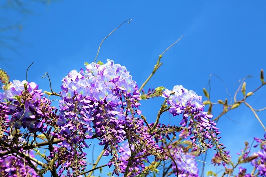 Зацветает красота. Spring Purple.