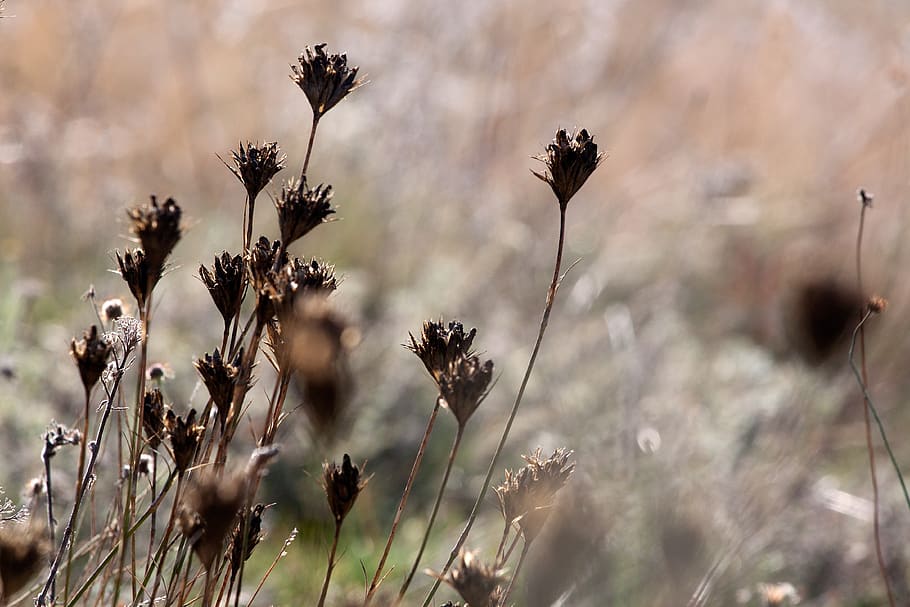 plant, grass, nature, flora, outdoor, autumn, brown, wilted, drying, carefully