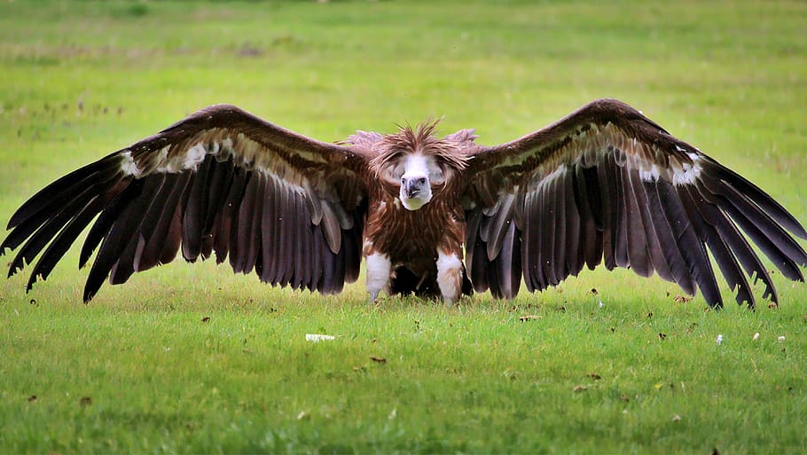 vulture, bird, animal, nature, scavengers, plumage, feather, raptor, bird of prey, wild animal