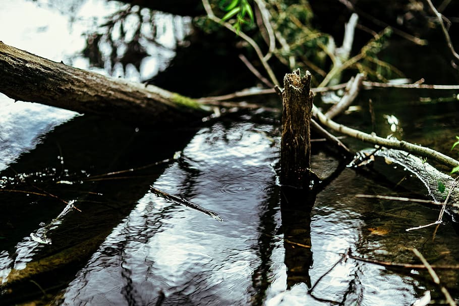 reflexión del río, medio, bosque, agua, lago, a orillas del lago, verde, naturaleza, Polonia, Europa
