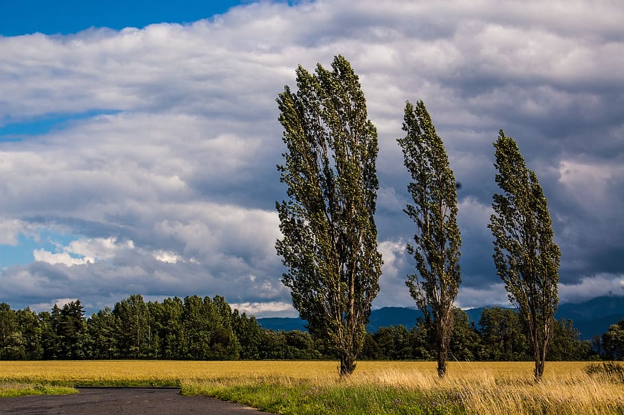 eslovaquia, liptov, el cielo, nubes, árboles, camino, prado, campo, verano, viento