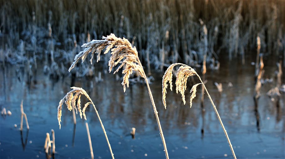 reed, frozen, snow, nature, frost, landscape, cold, water, natural, outdoor