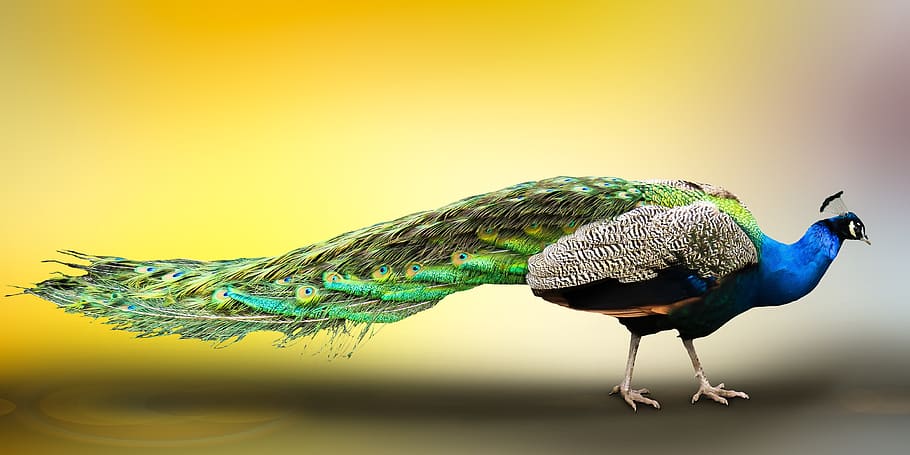 animal world, peacock, bird, feather, pride, colorful, gorgeous, turquoise, iridescent, exotic