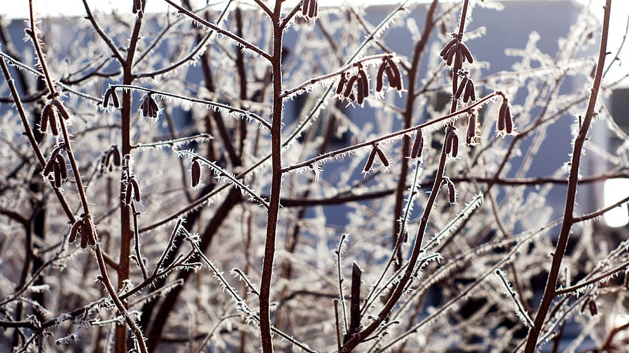 hoarfrost, hazelnut, bush, winter images, prickly, winter impressions, branches, plant, winter, cold temperature