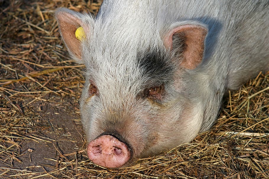 pig, proboscis, trunk disc, pig's head, portrait, suidae, animal, farm, pink, stall
