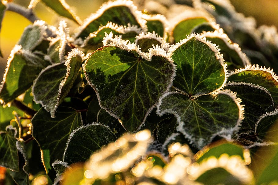 ivy, frost, cahaya latar, alam, musim dingin, beku, dingin, daun ivy, eiskristalle, es