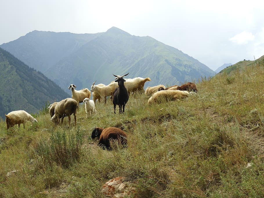 mountains, summer, alpine meadows, goats, herd, pasture, cattle, meadow, grass, landscape