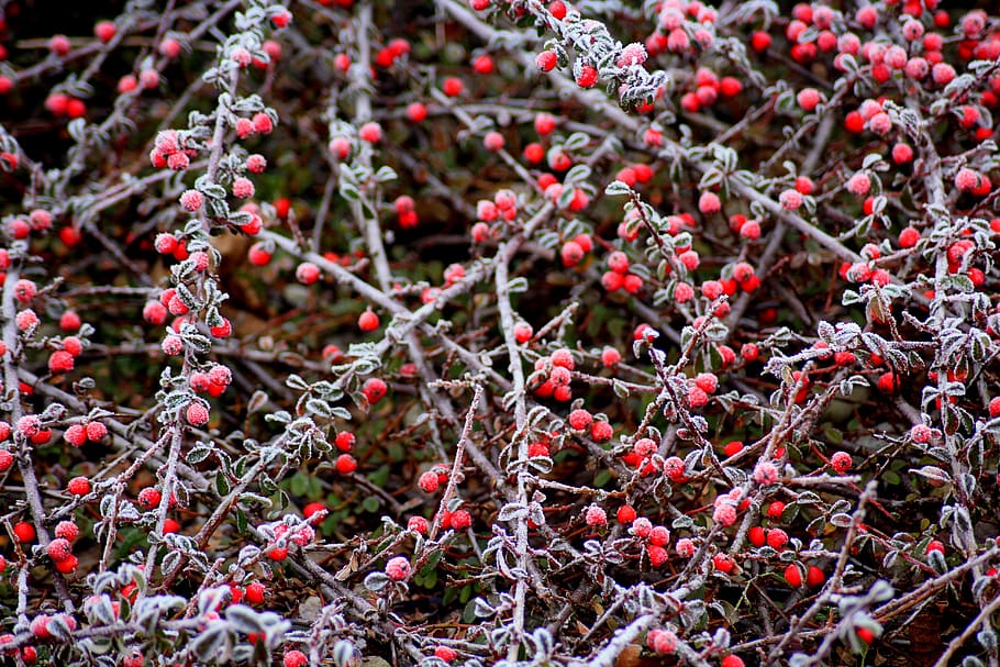 cotoneaster, bush, winter, january, red, beads, shrubs, small-leaved, minor, nature