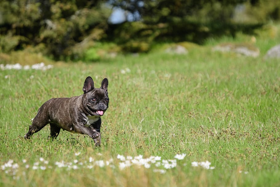 bulldog Perancis, musim semi, anemon, alam, bunga, hijau, anjing, bahagia, lari, våräng