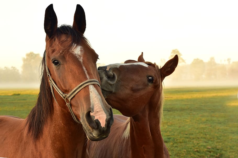 horses, kiss, play, affection, coupling, meadow, together, outdoor, haze, morning