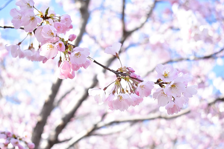 cherry blossom, pink, light, flowers, flower, wallpaper, chinese cherry blossom, spring, flowering plant, plant