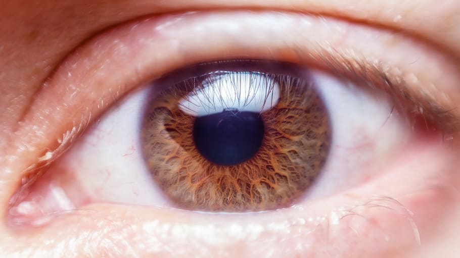 eye, human, nature, vision, retina, lens, eyesight, human body part, close-up, extreme close-up