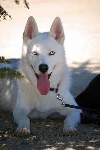 Fotos perro nórdico libres de regalías - Pxfuel
