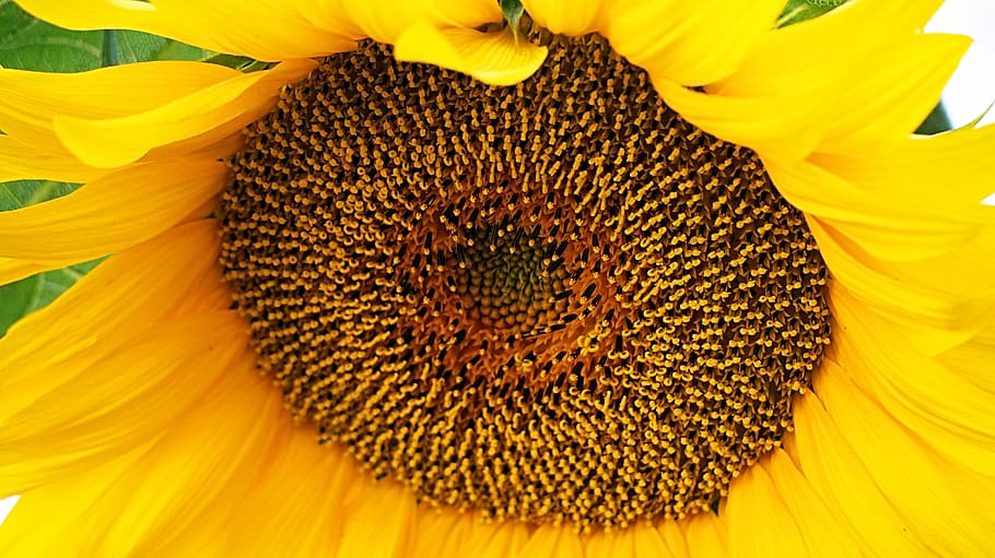 girasol, flor, amarillo, naturaleza, flora, planta floreciendo, pétalo,  cabeza de flor, inflorescencia, fragilidad | Pxfuel