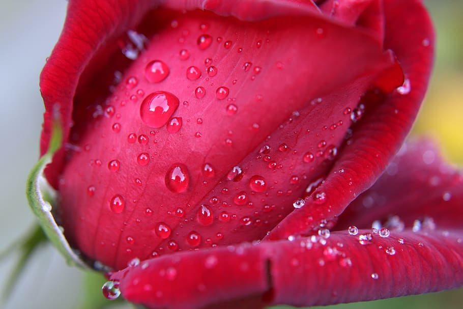 red rose, drops, bloem, feeling, roze, roos, beauty, petals, bright, rose