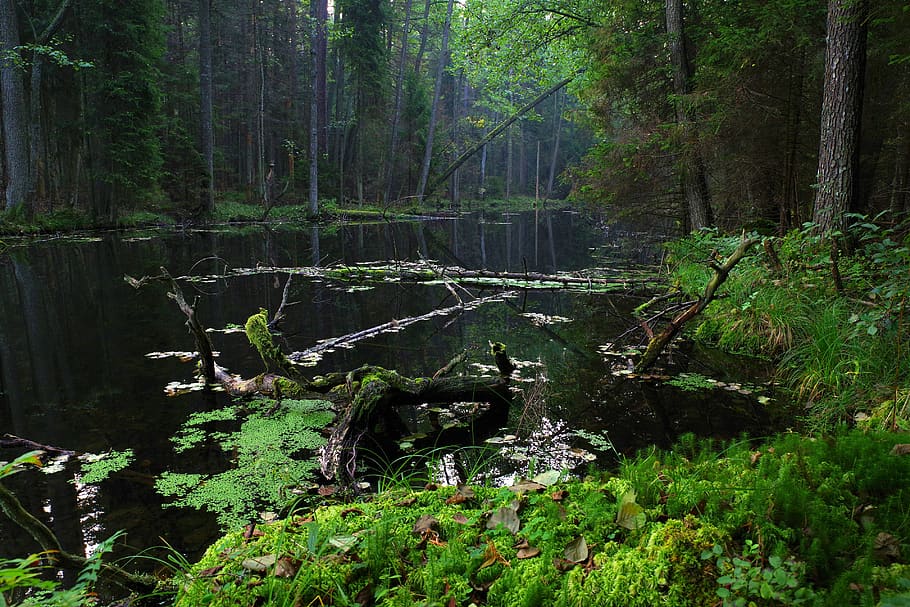 poland, mite, black pond, the tract, nature, mood, mystical, atmosphere, tree, reserve