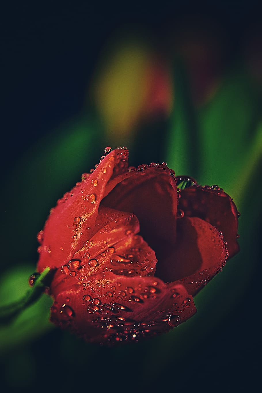 tulip, drip, dew, plant, flower, nature, water, close up, drop of water, wet