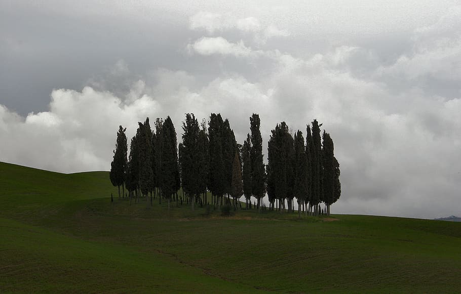trees, landscape, tuscany, nature, green, hill, autumn, forest, landscapes, fog