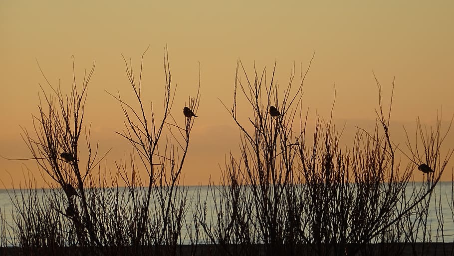 sparrows, branches, birds, animals, nature, sky, sunset, plant, beauty in nature, water