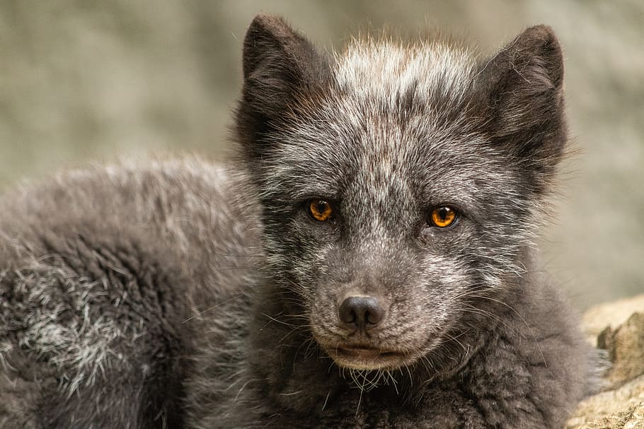 arctic fox, wild animal, wildlife park, zoo, bad mergentheim, predator, fuchs, animal, animal world, mammal