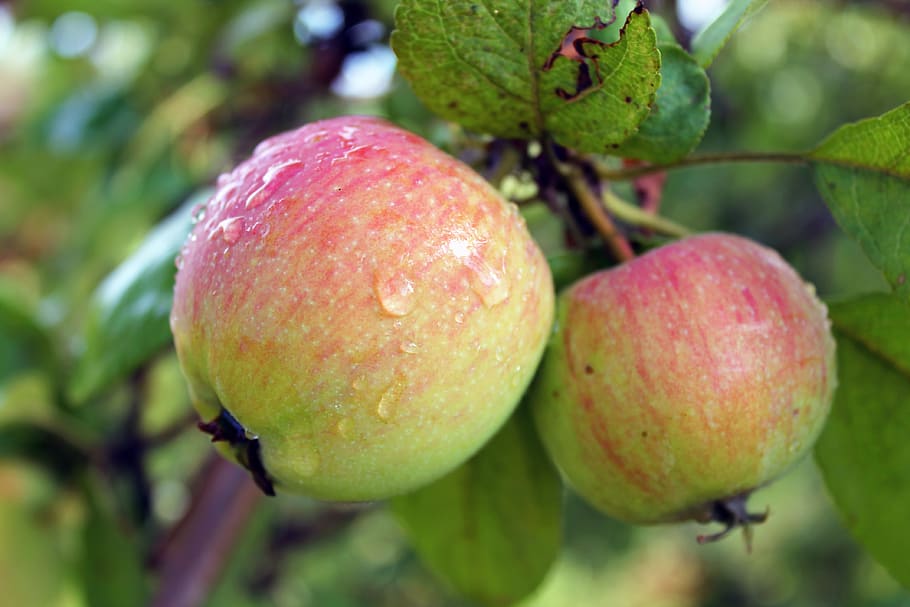 maçã, maçãs, jardim, verão, colheita, verde, crescente, saudável, comida e bebida, fruta