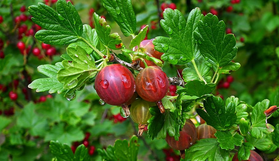 fruit, gooseberry, red, nature, vitamins, sprig, bush, garden, food, food and drink