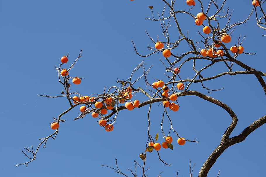 persimmon, fruit, autumn, home, korea, in autumn, tree, healthy eating, food and drink, branch