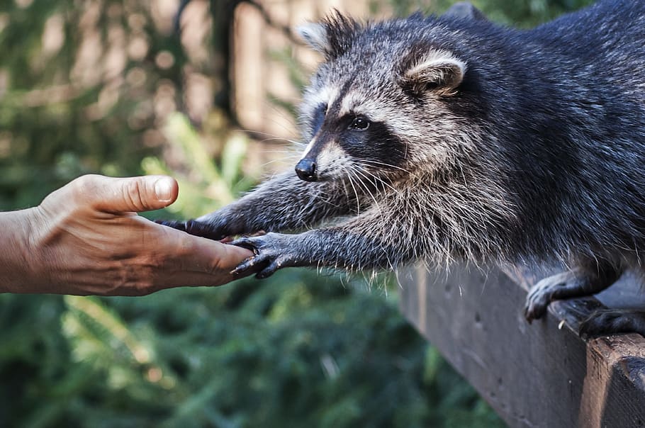 raccoon, animal, hand, nature, wildlife park, cute, one animal, human hand, mammal, human body part