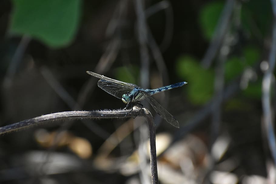 natural, landscape, forest, insect, dragonfly, option color dragonfly, animal wildlife, animal, animal themes, one animal