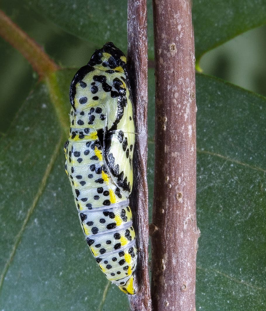 pupa, black veined white, insect, pattern, dots, butterfly, nature, colorful, summer, butterflies