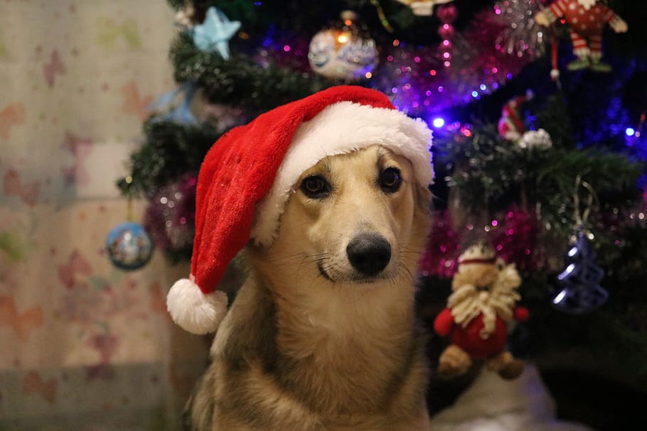 Nochevieja, Navidad, invierno, vacaciones, abeto, gala, perro, santa claus, canino, un animal
